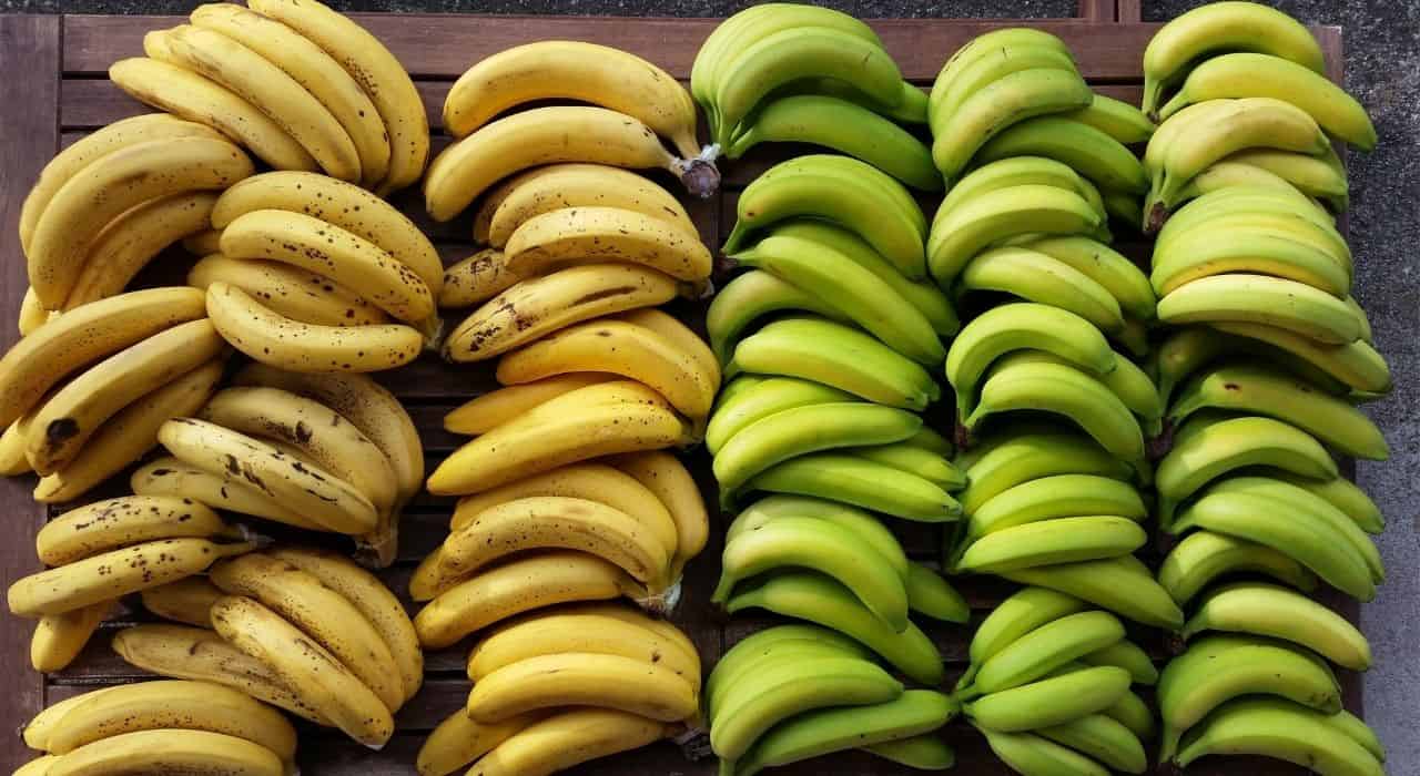 A photo of ripe and green bananas